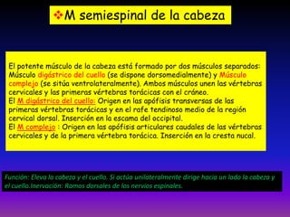 M semiespinal de la cabeza

El potente músculo de la cabeza está formado por dos músculos separados:
Músculo digástrico del cuello (se dispone dorsomedialmente) y Músculo
complejo (se sitúa ventrolateralmente). Ambos músculos unen las vértebras
cervicales y las primeras vértebras torácicas con el cráneo.
El M digástrico del cuello: Origen en las apófisis transversas de las
primeras vértebras torácicas y en el rafe tendinoso medio de la región
cervical dorsal. Inserción en la escama del occipital.
El M complejo : Origen en las apófisis articulares caudales de las vértebras
cervicales y de la primera vértebra torácica. Inserción en la cresta nucal.

Función: Eleva la cabeza y el cuello. Si actúa unilateralmente dirige hacia un lado la cabeza y
el cuello.Inervación: Ramos dorsales de los nervios espinales.

 