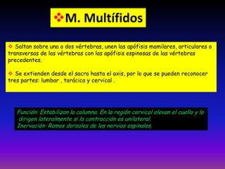 M. Multífidos
 Saltan sobre una o dos vértebras, unen las apófisis mamilares, articulares o
transversas de las vértebras con las apófisis espinosas de las vértebras
precedentes.
 Se extienden desde el sacro hasta el axis, por lo que se pueden reconocer
tres partes: lumbar , torácica y cervical .

Función: Estabilizan la columna. En la región cervical elevan el cuello y lo
dirigen lateralmente si la contracción es unilateral.
Inervación: Ramos dorsales de los nervios espinales.

 