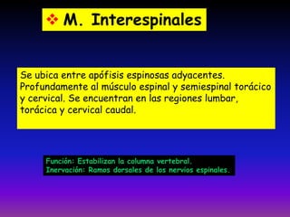  M. Interespinales
Se ubica entre apófisis espinosas adyacentes.
Profundamente al músculo espinal y semiespinal torácico
y cervical. Se encuentran en las regiones lumbar,
torácica y cervical caudal.

Función: Estabilizan la columna vertebral.
Inervación: Ramos dorsales de los nervios espinales.

 