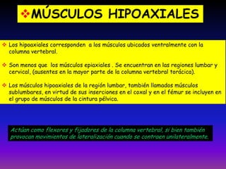 MÚSCULOS HIPOAXIALES
 Los hipoaxiales corresponden a los músculos ubicados ventralmente con la
columna vertebral.

 Son menos que los músculos epiaxiales . Se encuentran en las regiones lumbar y
cervical, (ausentes en la mayor parte de la columna vertebral torácica).
 Los músculos hipoaxiales de la región lumbar, también llamados músculos
sublumbares, en virtud de sus inserciones en el coxal y en el fémur se incluyen en
el grupo de músculos de la cintura pélvica.

Actúan como flexores y fijadores de la columna vertebral, si bien también
provocan movimientos de lateralización cuando se contraen unilateralmente.

 