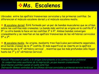 Ms. Escalenos
Ubicados entre las apófisis transversas cervicales y las primeras costillas. Se
diferencian el músculo escaleno dorsal y el músculo escaleno medio.
 M escaleno dorsal. Está formado por un par de bandas musculares que se sitúan
sobre las costillas más craneales. La banda más ventral se origina en la costilla 8° ó
9°. La otra banda lo hace en las costillas 3° ó 4°. Ambas bandas convergen
cranealmente y se insertan en las apófisis transversas de las vértebras cervicales
5ª a 3ª.
 M escaleno medio. Se origina, mediante tres fascículos parcialmente separados,
en el borde craneal de la 1ª costilla. El más superficial se inserta en la apófisis
transversa de la 4° vértebra cervical , mientras que los más profundos sólo llegan
hasta las 7° y 6° vértebras Cervical.
Función: Flexionan el cuello, o lo dirigen lateralmente si la contracción es unilateral.
Se comportan como auxiliares de la inspiración, ya que mueven cranealmente
las primeras costillas cuando el cuello está fijo.
Inervación: Ramos ventrales de los últimos nervios cervicales y primeros nervios torácicos

 