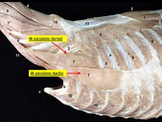 M escaleno dorsal

M escaleno medio

 