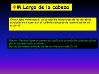 M.Largo de la cabeza
Origen zona ventromedial de las apófisis transversas de las vértebras
cervicales y se inserta en el tubérculo muscular de la parte basilar del
occipital .

Función: flexiona la parte craneal del cuello y la articulación atlantooccipital,
por lo que desciende la cabeza.
Inervación: ramos ventrales de los nervios cervicales I a VI.

 