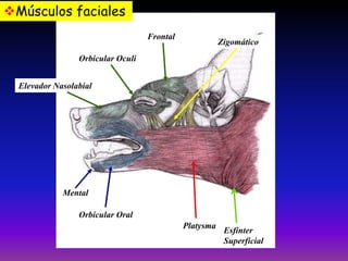 Músculos faciales
Frontal

Zigomático

Orbicular Oculi
Elevador Nasolabial

Mental
Orbicular Oral

Platysma

Esfinter
Superficial

 