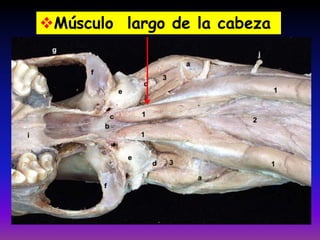 Músculo largo de la cabeza

 
