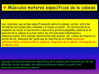  Músculos motores específicos de la cabeza

Los músculos, que actúan específicamente sobre la cabeza, corren entre las
vértebras cervicales más craneales y el hueso occipital . Su contracción es la
causante de iniciar el movimiento a ese nivel y provoca pequeños cambios en la
posición de la cabeza al actuar sobre las articulaciones atlantoaxial y
atlantooccipital. Para realizar movimientos más amplios del cráneo se requiere la
acción de los músculos del cuello que se insertan en el cráneo (músculos
esternocefálico, braquiocefálico, esplenio, longuísimo de la cabeza, semiespinal de
la cabeza, etc).

El grupo de músculos motores específicos de la cabeza está formado por los dos
Músculos rectos dorsales, los músculos oblicuos craneal y caudal y los
músculos rectos lateral y ventral

 