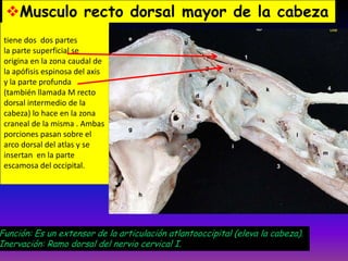 Musculo recto dorsal mayor de la cabeza
tiene dos dos partes
la parte superficial se
origina en la zona caudal de
la apófisis espinosa del axis
y la parte profunda
(también llamada M recto
dorsal intermedio de la
cabeza) lo hace en la zona
craneal de la misma . Ambas
porciones pasan sobre el
arco dorsal del atlas y se
insertan en la parte
escamosa del occipital.

Función: Es un extensor de la articulación atlantooccipital (eleva la cabeza).
Inervación: Ramo dorsal del nervio cervical I.

 