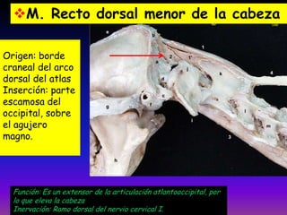 M. Recto dorsal menor de la cabeza
Origen: borde
craneal del arco
dorsal del atlas
Inserción: parte
escamosa del
occipital, sobre
el agujero
magno.

Función: Es un extensor de la articulación atlantooccipital, por
lo que eleva la cabeza
Inervación: Ramo dorsal del nervio cervical I.

 