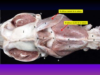M oblicuo craneal de la cabeza

M oblicuo caudal de la cabeza

 
