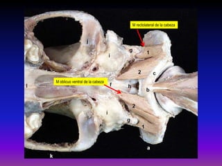 M rectolateral de la cabeza

M oblicuo ventral de la cabeza

 