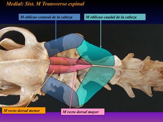 Medial: Sist. M Transverso espinal
M oblicuo craneal de la cabeza

M recto dorsal menor

M oblicuo caudal de la cabeza

M recto dorsal mayor

 