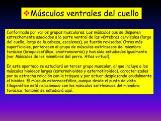 Músculos ventrales del cuello
Conformada por varios grupos musculares. Los músculos que se disponen
estrechamente asociados a la parte ventral de las vértebras cervicales (largo
del cuello, largo de la cabeza, escalenos), ya fuerón revisados. Otros más
superficiales, pertenecen al grupo de músculos extrínsecos del miembro
torácico (braquiocefálico, omotransverso) y han sido estudiados igualmente
(ver Músculos de los miembros del perro. Atlas virtual).
En este apartado se estudiará un tercer grupo muscular, el que incluye a los
músculos hioideos largos (esternohioideo y esternotiroideo), caracterizados
por su estrecha relación con la tráquea y por actuar desplazando caudalmente
el hioides. El músculo esternocefálico, aunque desde el punto de vista
filogenético está relacionado con los músculos extrínsecos del miembro
torácico, también se estudiará aquí.

 