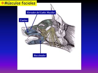 Músculos faciales
Elevador del Labio Maxilar

Canino

Buccinador

 