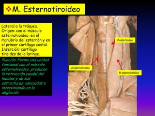 M. Esternotiroideo
Lateral a la tráquea.
Origen: con el músculo
esternohioideo, en el
manubrio del esternón y en
el primer cartílago costal.
Inserción: cartílago
tiroides de la laringe.

Función: Forma una unidad
funcional con el músculo
esternohioideo, producen
la retracción caudal del
hioides y de sus
estructuras asociadas e
interviniendo en la
deglución.

M esterhioideo

M esternotiroideo

M esternotcefálico

 