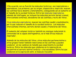 De acuerdo con su función los músculos torácicos son inspiradores o
espiradores. Los primeros, por su origen, disposición e inserción, mueven
las costillas hacia delante y lateralmente, consiguiendo así un aumento en
el tamaño de la cavidad torácica. Entre los músculos inspiradores,
además del diafragma, se incluyen los músculos serrato dorsal craneal,
intercostales externos, elevadores de las costillas y recto del tórax.
Los músculos espiradores, mueven las costillas caudal y medialmente,
por lo que reducen el tamaño de la cavidad torácica. Los músculos
intercostales internos, serrato dorsal caudal y transverso del tórax.
El aumento del volumen torácico también se consigue reduciendo la
convexidad de la cúpula diafragmática, es el más eficaz músculo
inspirador.

Además de los músculos del tórax, otros músculos pertenecientes a
otros grupos tienen también inserciones en las costillas y pueden
colaborar en los cambios de tamaño que experimenta la cavidad
torácica. Entre los músculos que colaboran en la inspiración se
encuentran el serrato ventral torácico o los escalenos. Entre los que
colaboran en la espiración está el músculo iliocostal

 