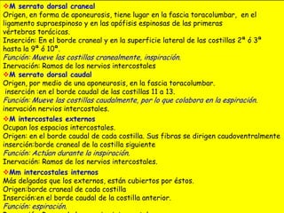 M serrato dorsal craneal
Origen, en forma de aponeurosis, tiene lugar en la fascia toracolumbar, en el
ligamento supraespinoso y en las apófisis espinosas de las primeras
vértebras torácicas.
Inserción: En el borde craneal y en la superficie lateral de las costillas 2ª ó 3ª
hasta la 9ª ó 10ª.

Función: Mueve las costillas cranealmente, inspiración.

Inervación: Ramos de los nervios intercostales
M serrato dorsal caudal
Origen, por medio de una aponeurosis, en la fascia toracolumbar.
inserción :en el borde caudal de las costillas 11 a 13.

Función: Mueve las costillas caudalmente, por lo que colabora en la espiración.

inervación nervios intercostales.
M intercostales externos
Ocupan los espacios intercostales.
Origen: en el borde caudal de cada costilla. Sus fibras se dirigen caudoventralmente
inserción:borde craneal de la costilla siguiente

Función: Actúan durante la inspiración.

Inervación: Ramos de los nervios intercostales.
Mm intercostales internos
Más delgados que los externos, están cubiertos por éstos.
Origen:borde craneal de cada costilla
Inserción:en el borde caudal de la costilla anterior.

Función: espiración.

 