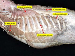 M. Serrato dorsal craneal
M. Fascia toracolumbar
M. Serrato dorsal caudal

M. Recto del tórax

M.Intercpostales externos

 