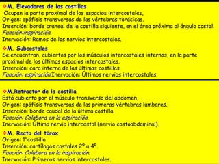 M. Elevadores de las costillas
Ocupan la parte proximal de los espacios intercostales,
Origen: apófisis transversas de las vértebras torácicas.
Inserción: borde craneal de la costilla siguiente, en el área próxima al ángulo costal.

Función:inspiración.

Inervación: Ramos de los nervios intercostales.

M. Subcostales
Se encuentran, cubiertos por los músculos intercostales internos, en la parte
proximal de los últimos espacios intercostales.
Inserción: cara interna de las últimas costillas.
Función: espiración.Inervación: Últimos nervios intercostales.
M.Retractor de la costilla
Está cubierto por el músculo transverso del abdomen,
Origen: apófisis transversas de las primeras vértebras lumbares.
Inserción: borde caudal de la última costilla.

Función: Colabora en la espiración.

Inervación: Último nervio intercostal (nervio costoabdominal).
M. Recto del tórax
Origen: 1°costilla
Inserción: cartílagos costales 2º a 4º.
Función: Colabora en la inspiración.
Inervación: Primeros nervios intercostales.

 
