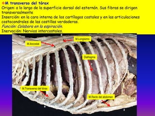 M transverso del tórax
Origen: a lo largo de la superficie dorsal del esternón. Sus fibras se dirigen
transversalmente
Inserción: en la cara interna de los cartílagos costales y en las articulaciones
costocondrales de las costillas verdaderas.

Función: Colabora en la espiración.

Inervación: Nervios intercostales.
M.Longisimo
M.iliocostal

Diafragma

M.Transverso del tórax
M.Recto del abdomen

 