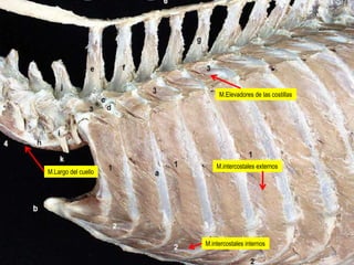 M.Elevadores de las costillas

M.Largo del cuello

M.intercostales externos

M.intercostales internos

 