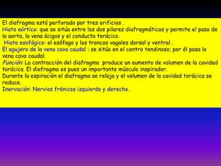 El diafragma está perforado por tres orificios .
Hiato aórtico: que se sitúa entre los dos pilares diafragmáticos y permite el paso de
la aorta, la vena ácigos y el conducto torácico.
Hiato esofágico: el esófago y los troncos vagales dorsal y ventral .
El agujero de la vena cava caudal : se sitúa en el centro tendinoso; por él pasa la
vena cava caudal.
Función: La contracción del diafragma produce un aumento de volumen de la cavidad
torácica. El diafragma es pues un importante músculo inspirador.
Durante la espiración el diafragma se relaja y el volumen de la cavidad torácica se
reduce.
Inervación: Nervios frénicos izquierdo y derecho.

 