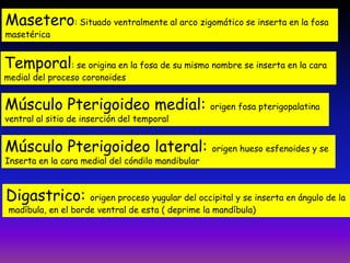 Masetero: Situado ventralmente al arco zigomático se inserta en la fosa
masetérica

Temporal: se origina en la fosa de su mismo nombre se inserta en la cara
medial del proceso coronoides

Músculo Pterigoideo medial: origen fosa pterigopalatina
ventral al sitio de inserción del temporal

Músculo Pterigoideo lateral: origen hueso esfenoides y se
Inserta en la cara medial del cóndilo mandibular

Digastrico:

origen proceso yugular del occipital y se inserta en ángulo de la
madíbula, en el borde ventral de esta ( deprime la mandíbula)

 