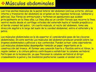 Músculos abdominales
Los tres anchos músculos de la pared lateral del abdomen (oblicuo externo, oblicuo
interno y transverso del abdomen) se originan en las regiones torácicas, lumbares y
pélvicas. Sus fibras se entrecruzan y terminan en aponeurosis que acaban
principalmente en la línea alba. La línea alba es un cordón fibroso que recorre la línea
ventral media desde el cartílago xifoides del esternón hasta el tendón prepúbico y
el borde craneal del pubis . Un cuarto músculo, el recto del abdomen, toma una
dirección sagital a lo largo del suelo de la cavidad abdominal, entre el esternón y la
pelvis.
Los músculos abdominales es la de soportar el considerable peso de las vísceras
abdominales. En este sentido Los músculos del abdomen producen presión sobre los
órganos abdominales y pélvicos y sus contenidos. Pueden actuar como espiradores.
Los músculos abdominales desempeñan también un papel importante en la
construcción del tronco. Al formar una conexión fuerte y flexible entre el tórax, la
región lumbar y la cintura pélvica contribuyen a estabilizar la columna vertebral.
Participan en la locomoción, ya que flexionan la columna vertebral al dirigir
cranealmente la pelvis y los miembros posteriores cuando el animal corre.

 