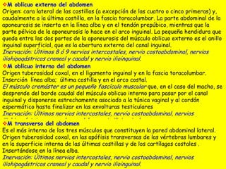 M oblicuo externo del abdomen
Origen: cara lateral de las costillas (a excepción de las cuatro o cinco primeras) y,
caudalmente a la última costilla, en la fascia toracolumbar. La parte abdominal de la
aponeurosis se inserta en la línea alba y en el tendón prepúbico, mientras que la
parte pélvica de la aponeurosis lo hace en el arco inguinal. La pequeña hendidura que
queda entra las dos partes de la aponeurosis del músculo oblicuo externo es el anillo
inguinal superficial, que es la abertura externa del canal inguinal.

Inervación: Últimos 8 ó 9 nervios intercostales, nervio costoabdominal, nervios
iliohipogástricos craneal y caudal y nervio ilioinguinal.

M oblicuo interno del abdomen
Origen tuberosidad coxal, en el ligamento inguinal y en la fascia toracolumbar.
Inserción línea alba; última costilla y en el arco costal.
El músculo cremáster es un pequeño fascículo muscular que, en el caso del macho, se
desprende del borde caudal del músculo oblicuo interno para pasar por el canal
inguinal y disponerse estrechamente asociado a la túnica vaginal y al cordón
espermático hasta finalizar en las envolturas testiculares

Inervación: Últimos nervios intercostales, nervio costoabdominal, nervios
iliohipogástricos craneal y caudal y nervio ilioinguinal

M transverso del abdomen
Es el más interno de los tres músculos que constituyen la pared abdominal lateral.
Origen tuberosidad coxal, en las apófisis transversas de las vértebras lumbares y
en la superficie interna de las últimas costillas y de los cartílagos costales .
Insertándose en la línea alba.

Inervación: Últimos nervios intercostales, nervio costoabdominal, nervios
iliohipogástricos craneal y caudal y nervio ilioinguinal.

 