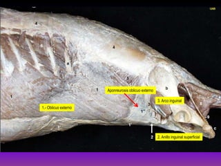 Aponreurosis oblicuo externo
3. Arco inguinal
1.- Oblicuo externo

2. Anillo inguinal superficial

 