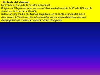 M Recto del abdomen
Formando el suelo de la cavidad abdominal.
Origen: cartílagos costales de las costillas verdaderas (de la 5ª a la 8ª) y en la
superficie lateral del esternón.
Inserción: por medio del tendón prepúbico, en el borde craneal del pubis.

Inervación: Últimos nervios intercostales, nervio costoabdominal, nervios
iliohipogástricos craneal y caudal y nervio ilioinguinal.

 
