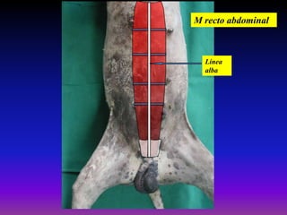 M recto abdominal

Línea
alba

 