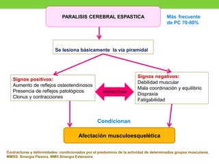 PARALISIS CEREBRAL ESPASTICA
Se lesiona básicamente la vía piramidal
Signos positivos:
Aumento de reflejos osteotendinosos
Presencia de reflejos patológicos
Clonus y contracciones
Más frecuente
de PC 70-80%
Signos negativos:
Debilidad muscular
Mala coordinación y equilibrio
Dispraxia
Fatigabilidad
INTERACTUAN
INTERACTUAN
Afectación musculoesquelética
Condicionan
Contracturas y deformidades: condicionados por el predominio de la actividad de determinados grupos musculares.
MMSS: Sinergia Flexora. MMII:Sinergia Extensora.
 