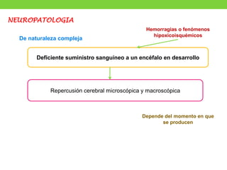 NEUROPATOLOGIA
De naturaleza compleja
Deficiente suministro sanguíneo a un encéfalo en desarrollo
Repercusión cerebral microscópica y macroscópica
Hemorragias o fenómenos
hipoxicoisquémicos
Depende del momento en que
se producen
 