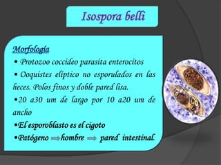 Clase 5 parasitosis por coccidios | PPTX | Infectious Diseases ...