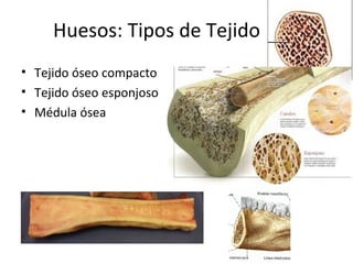 Huesos: Tipos de Tejido
• Tejido óseo compacto
• Tejido óseo esponjoso
• Médula ósea
 