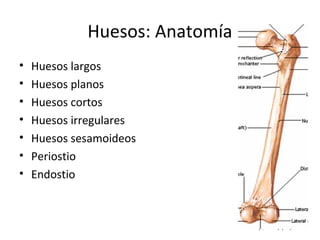 Huesos: Anatomía
• Huesos largos
• Huesos planos
• Huesos cortos
• Huesos irregulares
• Huesos sesamoideos
• Periostio
• Endostio
 