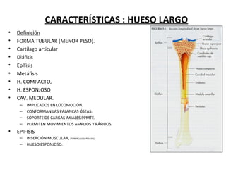 CARACTERÍSTICAS : HUESO LARGO
• Definición
• FORMA TUBULAR (MENOR PESO).
• Cartílago articular
• Diáfisis
• Epífisis
• Metáfisis
• H. COMPACTO,
• H. ESPONJOSO
• CAV. MEDULAR.
– IMPLICADOS EN LOCOMOCIÓN.
– CONFORMAN LAS PALANCAS ÓSEAS.
– SOPORTE DE CARGAS AXIALES PPMTE.
– PERMITEN MOVIMIENTOS AMPLIOS Y RÁPIDOS.
• EPIFISIS
– INSERCIÓN MUSCULAR, (TUBERCULOS, POLEAS)
– HUESO ESPONJOSO.
 