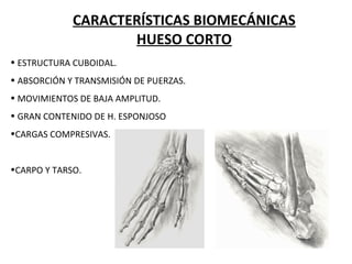 CARACTERÍSTICAS BIOMECÁNICAS
HUESO CORTO
• ESTRUCTURA CUBOIDAL.
• ABSORCIÓN Y TRANSMISIÓN DE PUERZAS.
• MOVIMIENTOS DE BAJA AMPLITUD.
• GRAN CONTENIDO DE H. ESPONJOSO
•CARGAS COMPRESIVAS.
•CARPO Y TARSO.
 