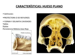 CARACTERÍSTICAS: HUESO PLANO
• Definición:
•PROTECTORA O DE REFUERZO.
• FORMA Y DELIMITA CAVIDADES
Tablas
Diploe
Persistencia Médula ósea Roja
 