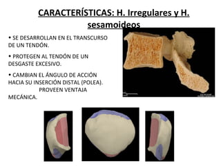 CARACTERÍSTICAS: H. Irregulares y H.
sesamoideos
• SE DESARROLLAN EN EL TRANSCURSO
DE UN TENDÓN.
• PROTEGEN AL TENDÓN DE UN
DESGASTE EXCESIVO.
• CAMBIAN EL ÁNGULO DE ACCIÓN
HACIA SU INSERCIÓN DISTAL (POLEA).
PROVEEN VENTAJA
MECÁNICA.
 