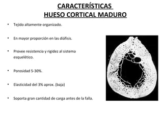 CARACTERÍSTICAS
HUESO CORTICAL MADURO
• Tejido altamente organizado.
• En mayor proporción en las diáfisis.
• Provee resistencia y rigidez al sistema
esquelético.
• Porosidad 5-30%.
• Elasticidad del 3% aprox. (baja)
• Soporta gran cantidad de carga antes de la falla.
 