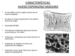 CARACTERÍSTICAS
HUESO ESPONJOSO MADURO
• Es más débil y menos rígido y denso que el
hueso compacto.
• Se ubica en mayor proporción en las epífisis
(zonas de carga)
• Porosidad 30-90%.
• Formado por trabéculas óseas que forman
una estructura “en malla”.
• Trabéculas compuestas por hueso laminar no
haversiano.
• Trabéculas se adaptan al estrés, por
disposición de colágeno.
• Intersticio: Vasos sang, Fibras nerv, grasa y
tejido hematopoyético.
 