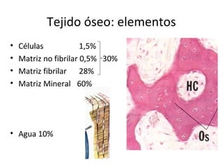 Tejido óseo: elementos
• Células 1,5%
• Matriz no fibrilar 0,5% 30%
• Matriz fibrilar 28%
• Matriz Mineral 60%
• Agua 10%
 
