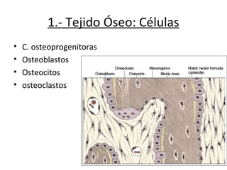 1.- Tejido Óseo: Células
• C. osteoprogenitoras
• Osteoblastos
• Osteocitos
• osteoclastos
 