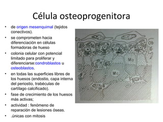 Célula osteoprogenitora
• de origen mesenquimal (tejidos 
conectivos). 
• se comprometen hacia 
diferenciación en células 
formadoras de hueso 
• colonia celular con potencial 
limitado para proliferar y 
diferenciarse:condroblastos u 
osteoblastos.
• en todas las superficies libres de 
los huesos (endostio, capa interna 
del periostio, trabéculas de 
cartílago calcificado).
• fase de crecimiento de los huesos 
más activas; 
• actividad : fenómeno de 
reparación de lesiones óseas.
• .únicas con mitosis
 