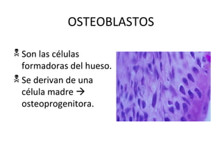 OSTEOBLASTOS
 Son las células
formadoras del hueso.
 Se derivan de una
célula madre 
osteoprogenitora.
 