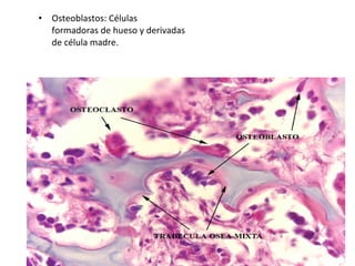 • Osteoblastos: Células
formadoras de hueso y derivadas
de célula madre.
 