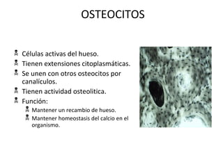 OSTEOCITOS
 Células activas del hueso.
 Tienen extensiones citoplasmáticas.
 Se unen con otros osteocitos por
canalículos.
 Tienen actividad osteolitica.
 Función:
 Mantener un recambio de hueso.
 Mantener homeostasis del calcio en el
organismo.
 