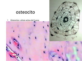 osteocito
• Osteocitos: célula activa del hueso
 