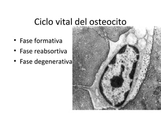 Ciclo vital del osteocito
• Fase formativa
• Fase reabsortiva
• Fase degenerativa
 